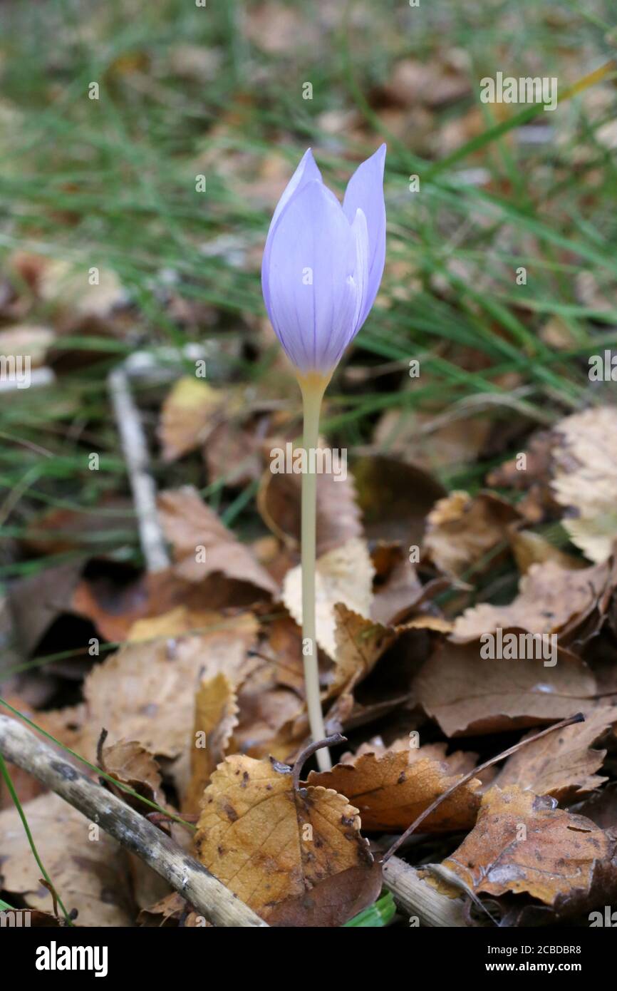 Crocus pulchellus, Hairy Crocus. Wild plant photographed in the fall. Stock Photo