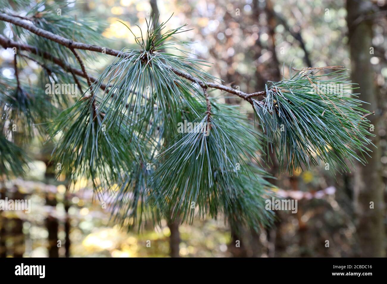 Pinus peuce, Macedonian Pine. Wild plant photographed in the fall. Stock Photo