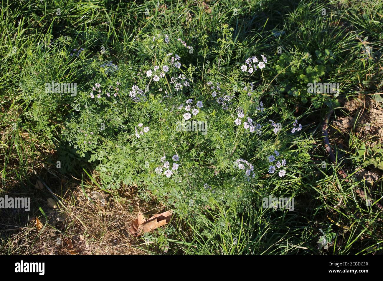 Coriandrum sativum, Coriander. Wild plant photographed in the fall