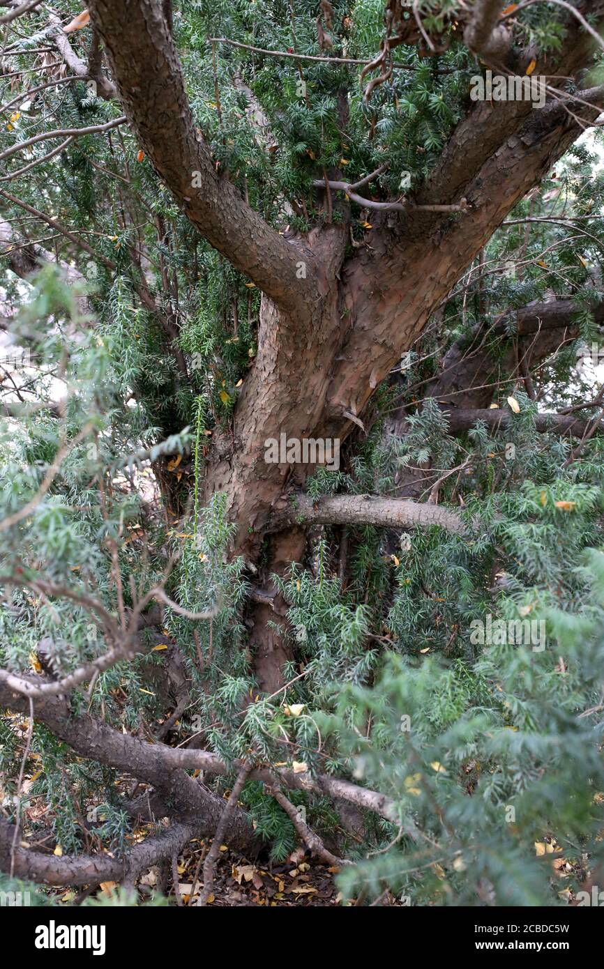 Taxus baccata, Common Yew.  Wild plant photographed in the fall. Stock Photo