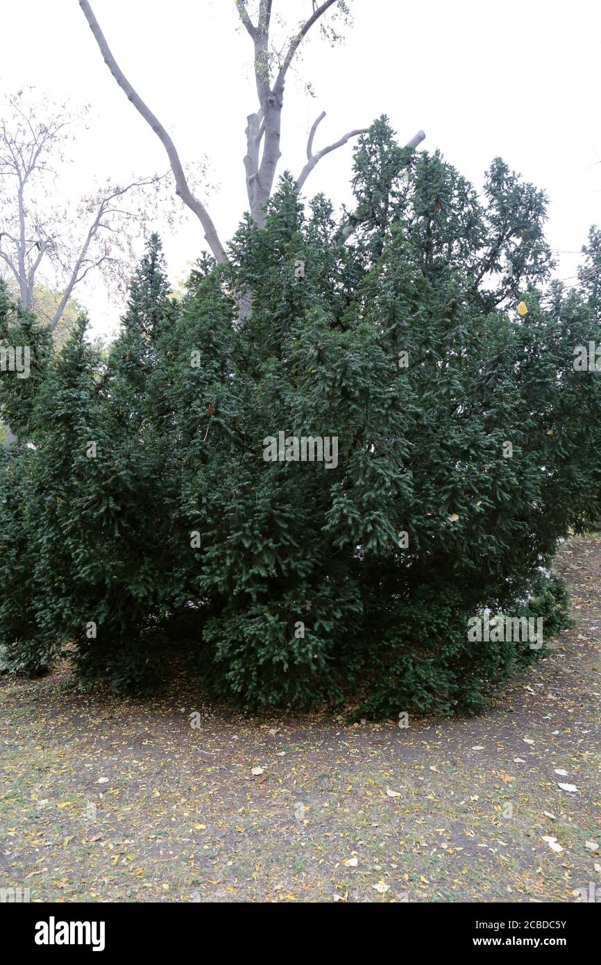 Taxus baccata, Common Yew.  Wild plant photographed in the fall. Stock Photo
