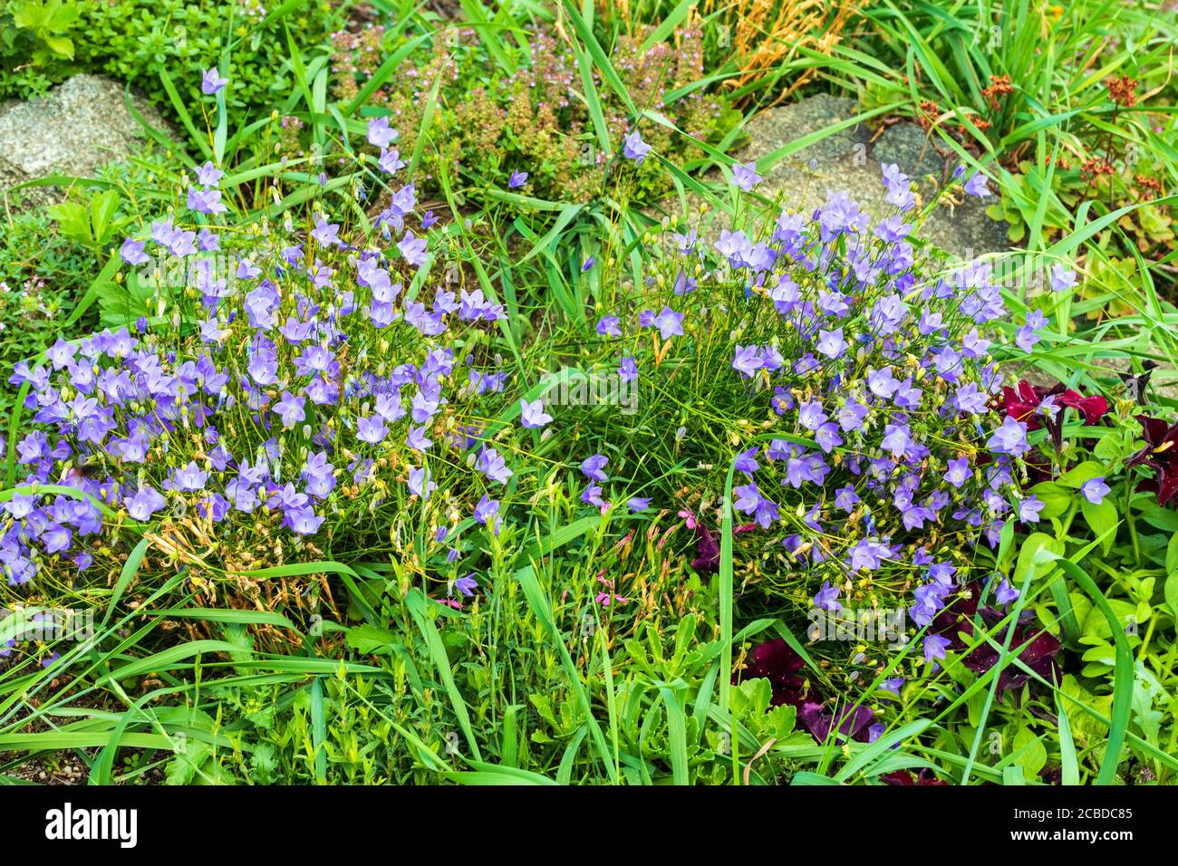 Quettes hi-res stock photography and images - Alamy