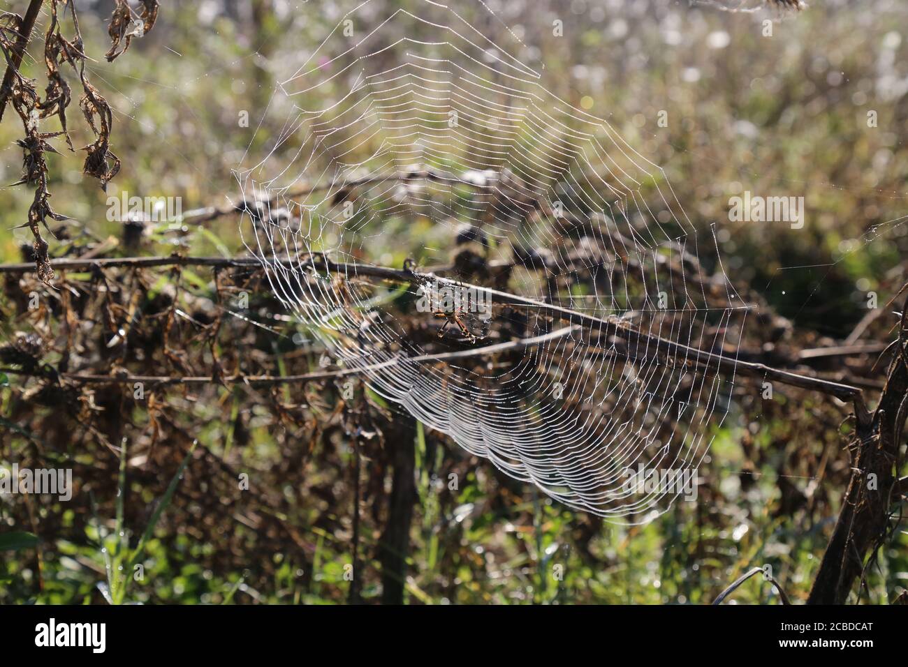 Yellow black spider in her spiderweb argiope bruennichi stock photo
