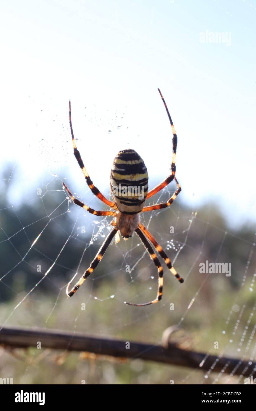 Yellow black spider in her spiderweb argiope bruennichi stock photo