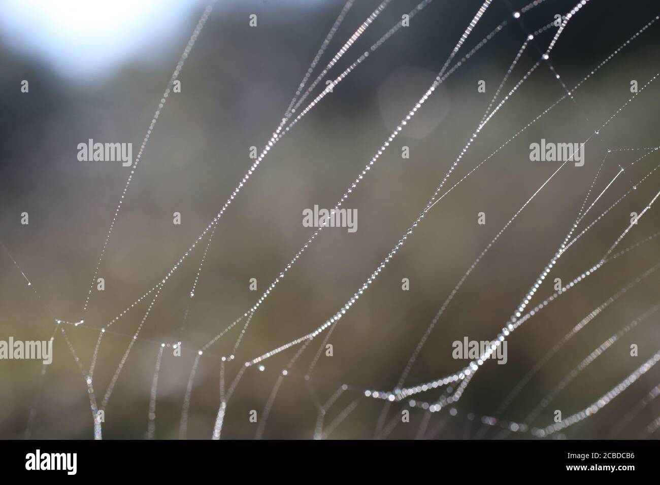Yellow black spider in her spiderweb argiope bruennichi stock photo