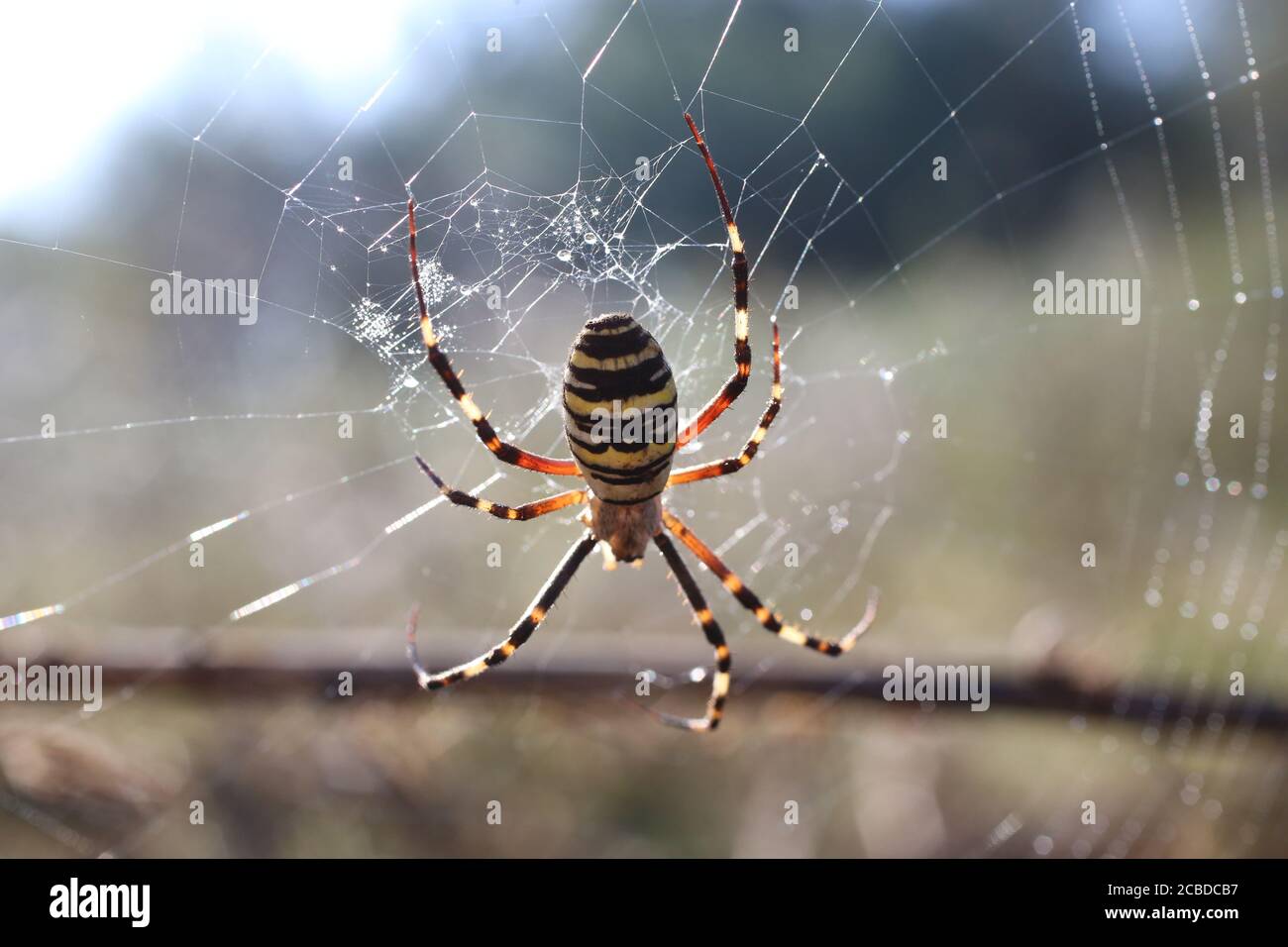 Yellow black spider in her spiderweb argiope bruennichi stock photo