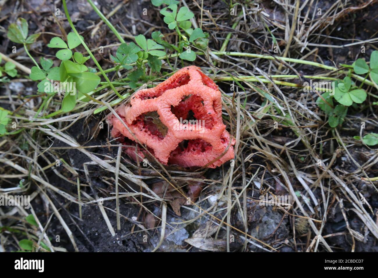 Clathrus ruber - Wild mushroom shot in the summer. Stock Photo