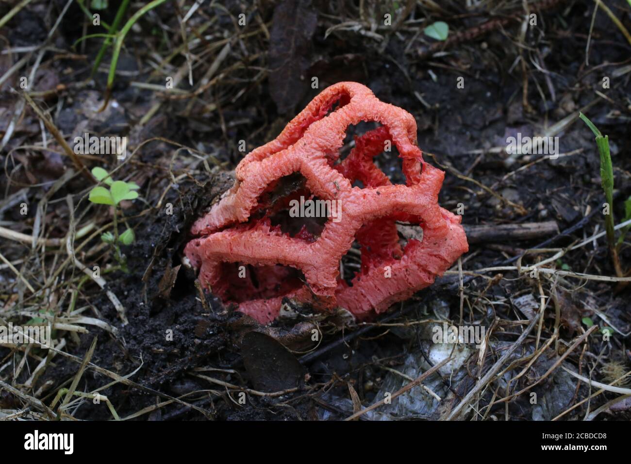 Clathrus ruber - Wild mushroom shot in the summer. Stock Photo