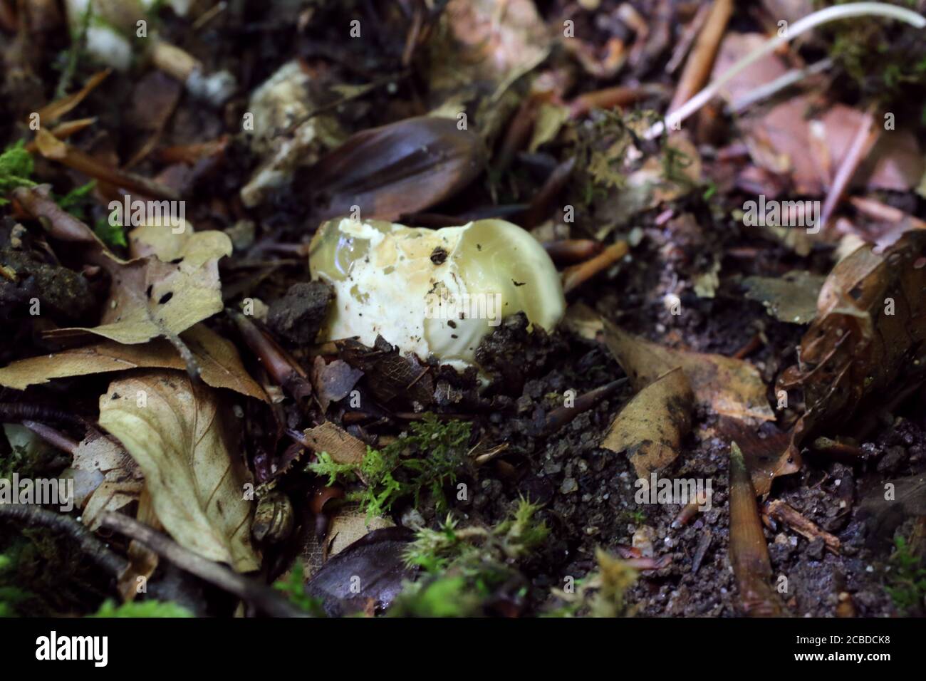 Mutinus caninus - Wild mushroom shot in the summer. Stock Photo