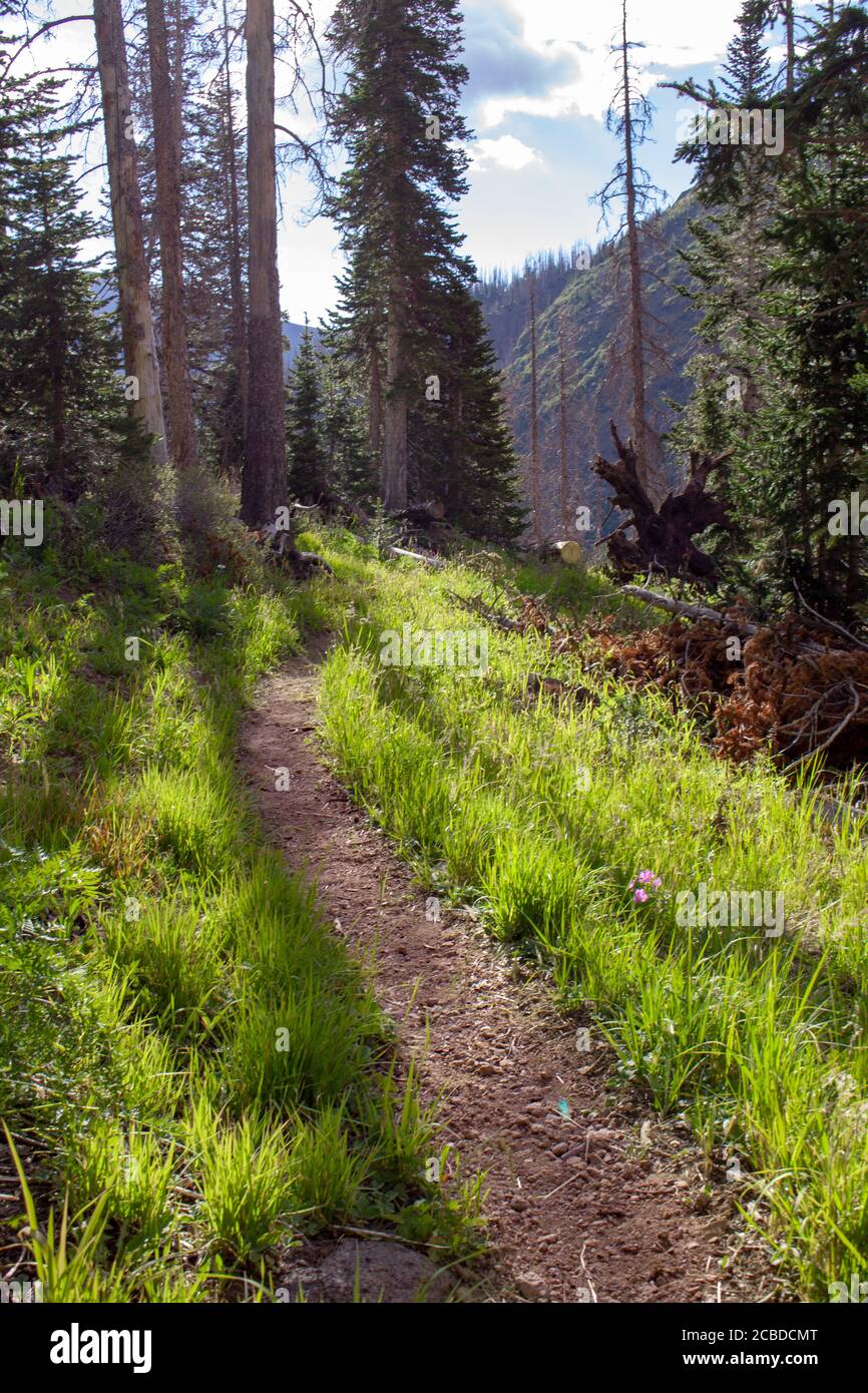 Trail bathed in sunshine in the Weminuche Wilderness in the San Juan Mountains in Colorado, USA Stock Photo