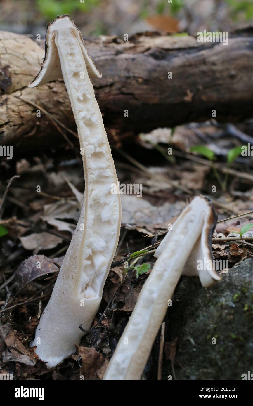 Verpa bohemica - Wild mushroom shot in the summer. Stock Photo