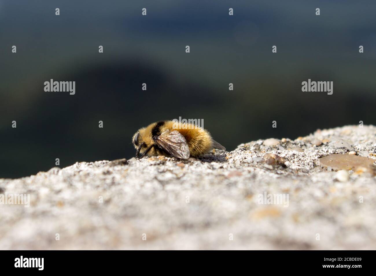 A wild bee sits on a stone. Focus on the bee. Stock Photo