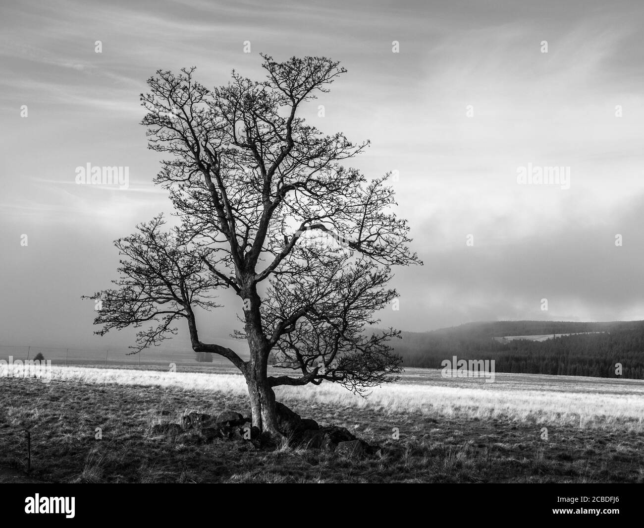 Solitary tree in autumn foggy landscape in black and white Stock Photo