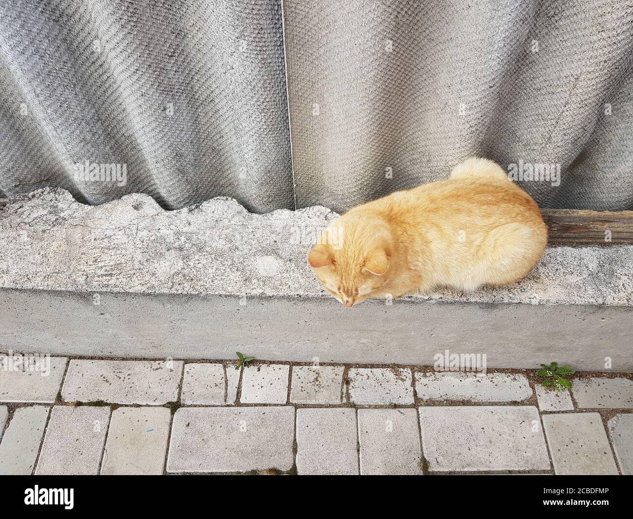 ginger cat resting on the old slate fence in summer Stock Photo - Alamy