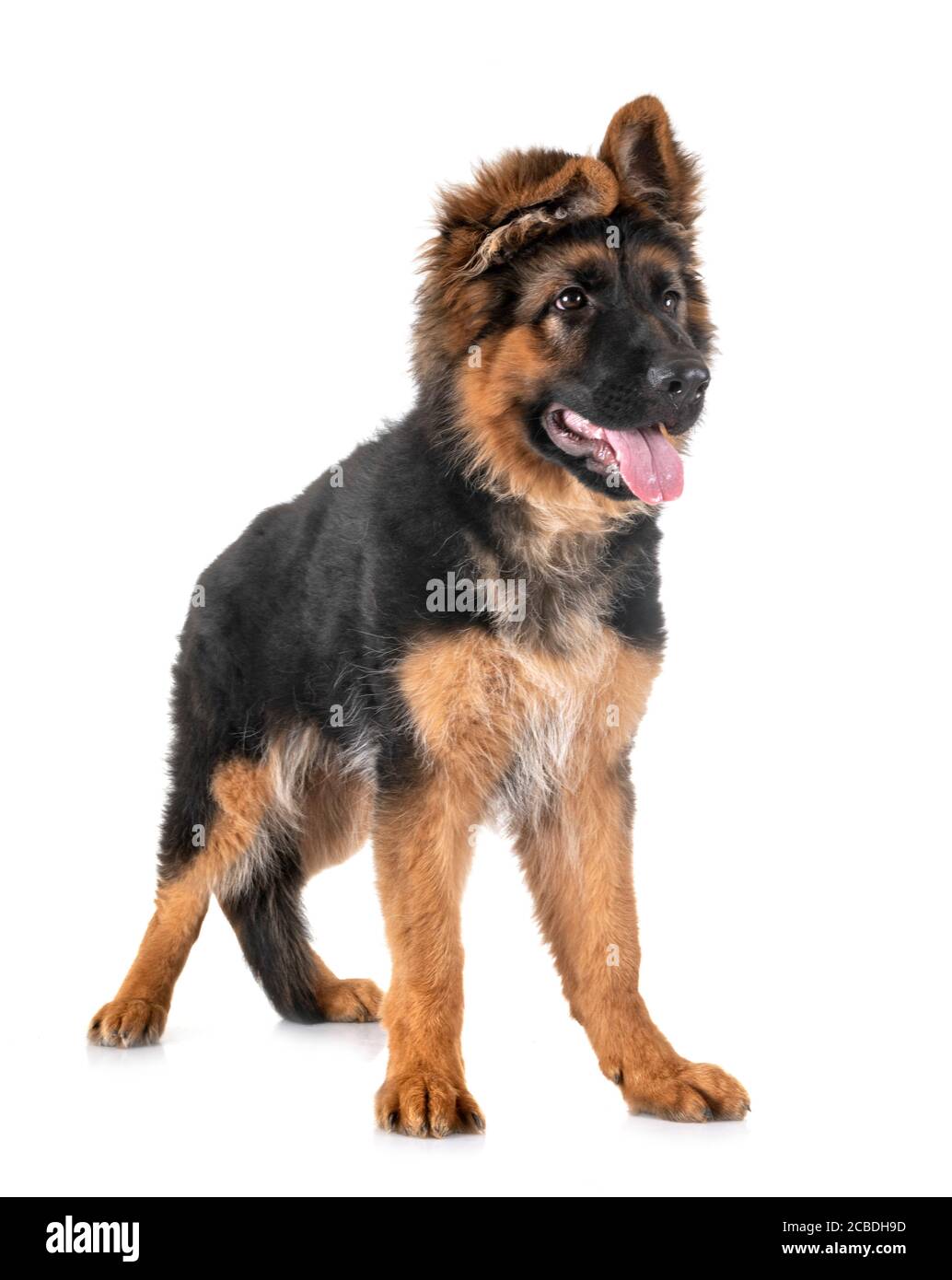 puppy german shepherd in front of white background Stock Photo - Alamy