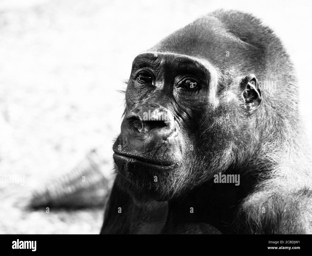 Close-up profile of lowland gorilla, Gorilla gorilla. Black and white image. Stock Photo