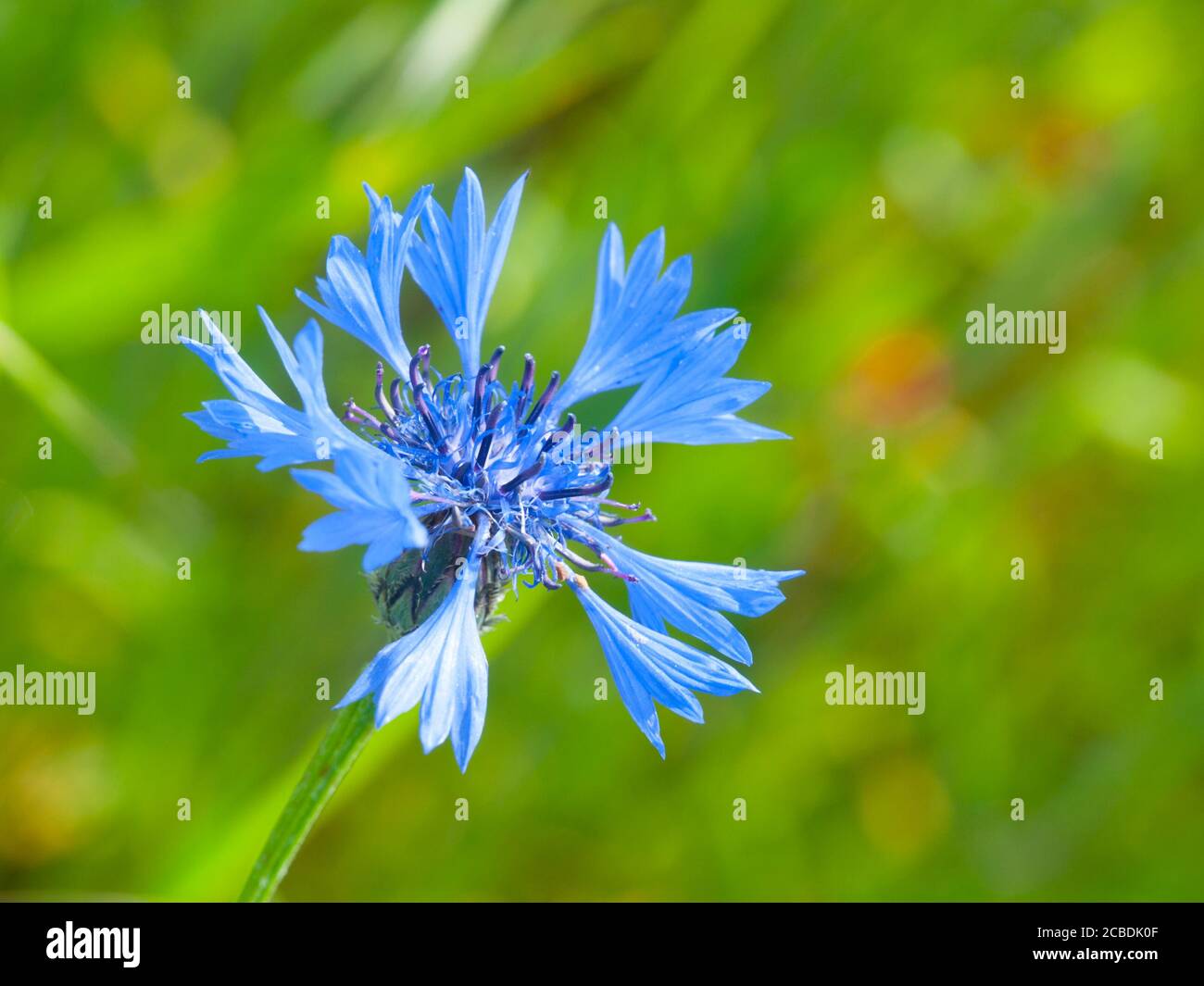 Wild blue cornflower, or Centaurea cyanus, on green bokeh natural background. Shallow depth of field. Stock Photo