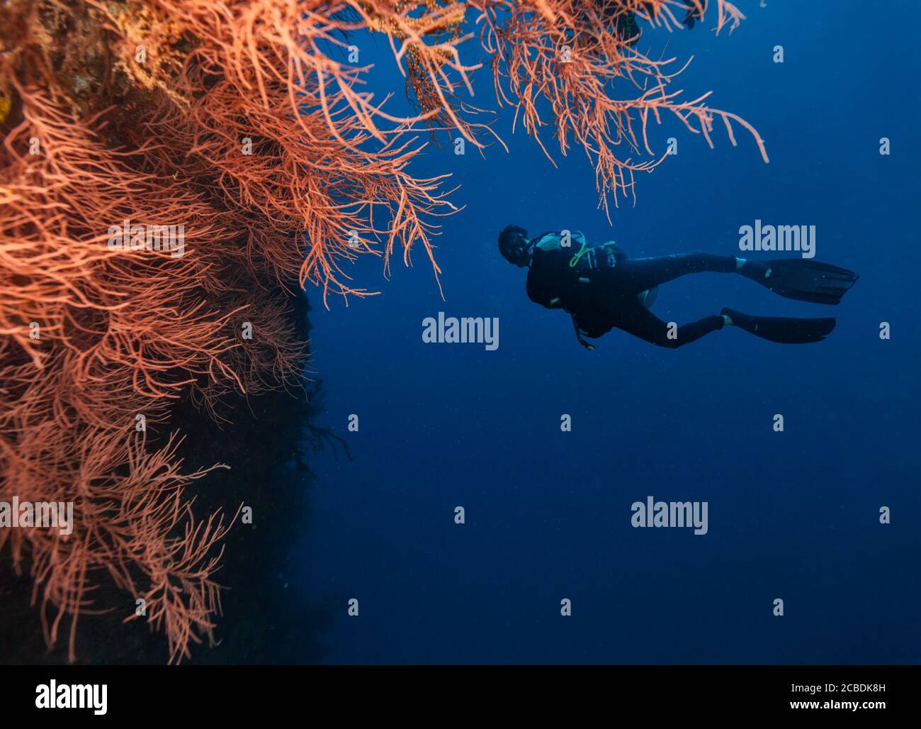 Young man scuba diver exploring coral reef, underwater activities Stock Photo