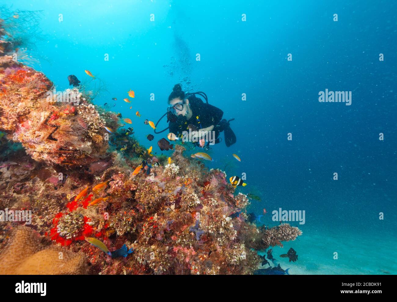 Young woman scuba diver exploring coral reef, underwater activities Stock Photo