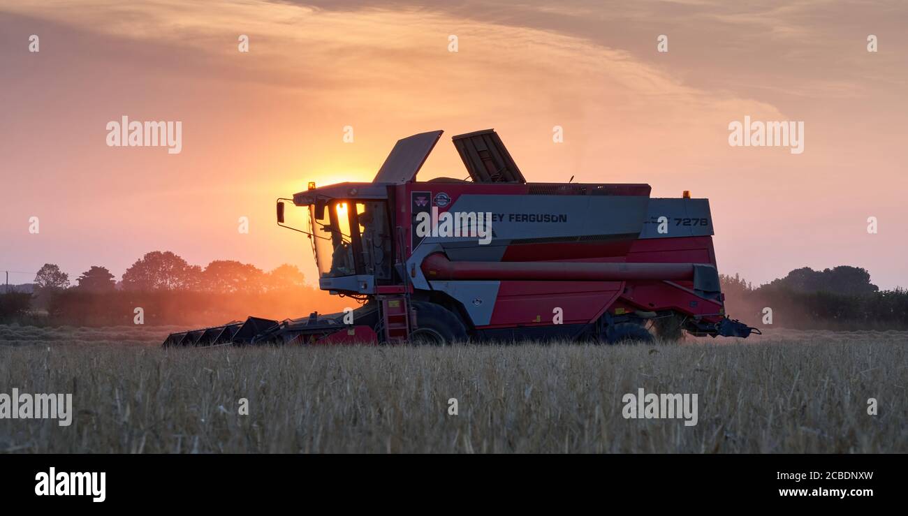 Massey Ferguson 7278 Cerea combine harvester working in a field of barley against a backdrop of beautiful vibrant August summer sunset in Lincolnshire Stock Photo