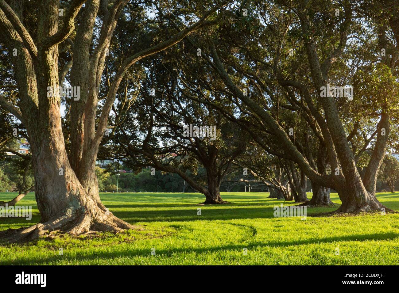 Big Pohutukawa trees with long shadows in the morning at Milford beach reserve, Auckland Stock Photo