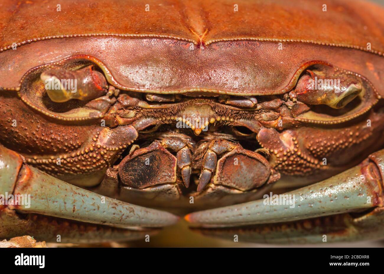 Orange and brown salt water crab, Cape Town, South Africa Stock Photo
