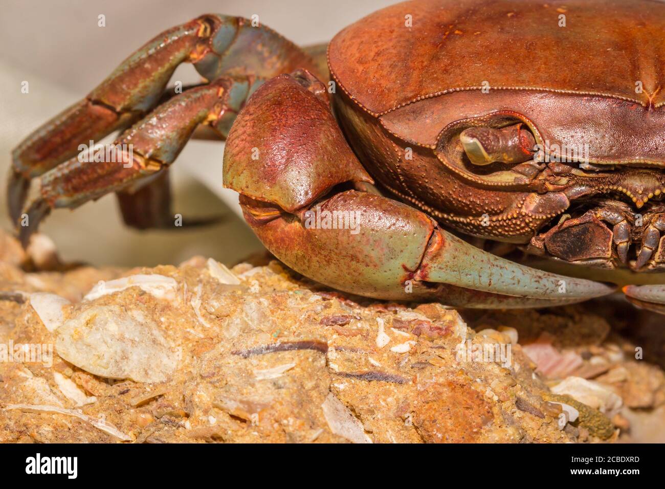 Orange and brown salt water crab, Cape Town, South Africa Stock Photo