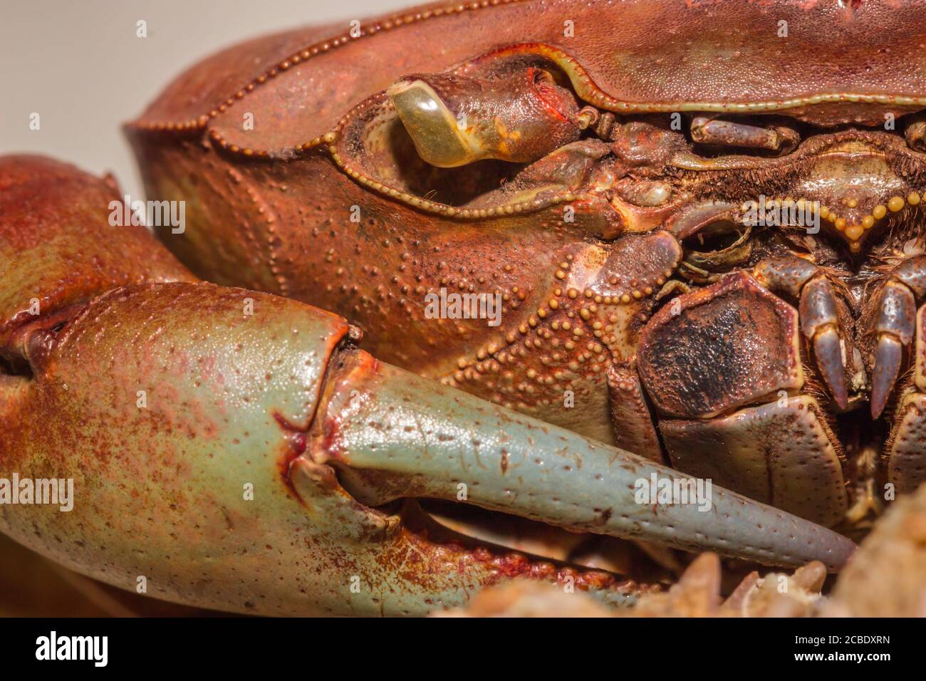 Orange and brown salt water crab, Cape Town, South Africa Stock Photo