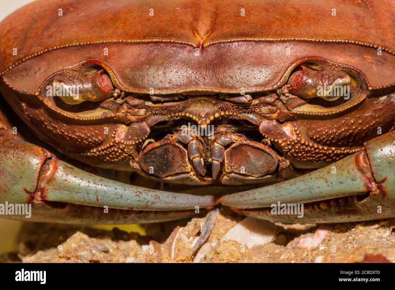 Orange and brown salt water crab, Cape Town, South Africa Stock Photo