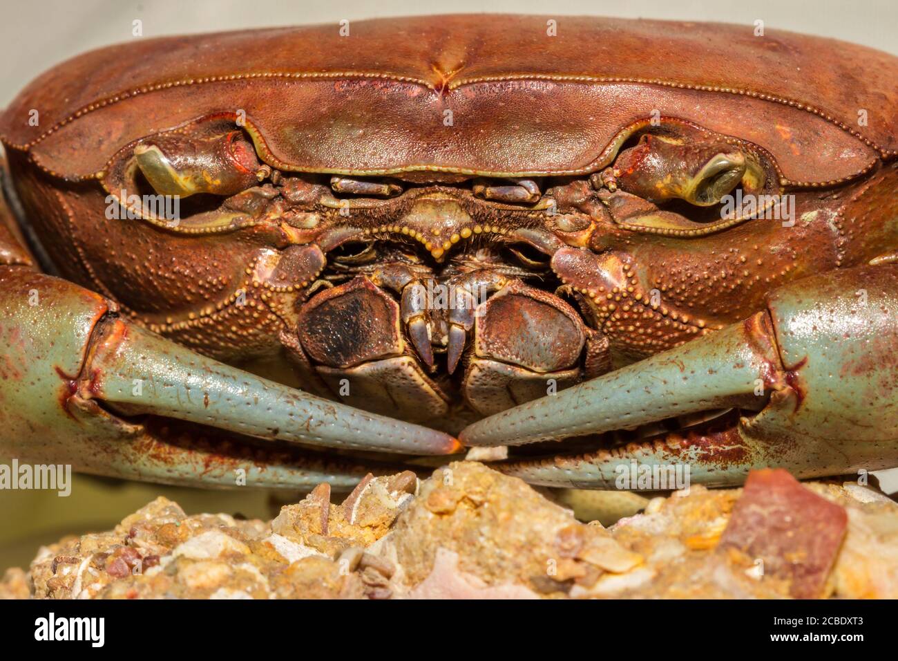 Orange and brown salt water crab, Cape Town, South Africa Stock Photo