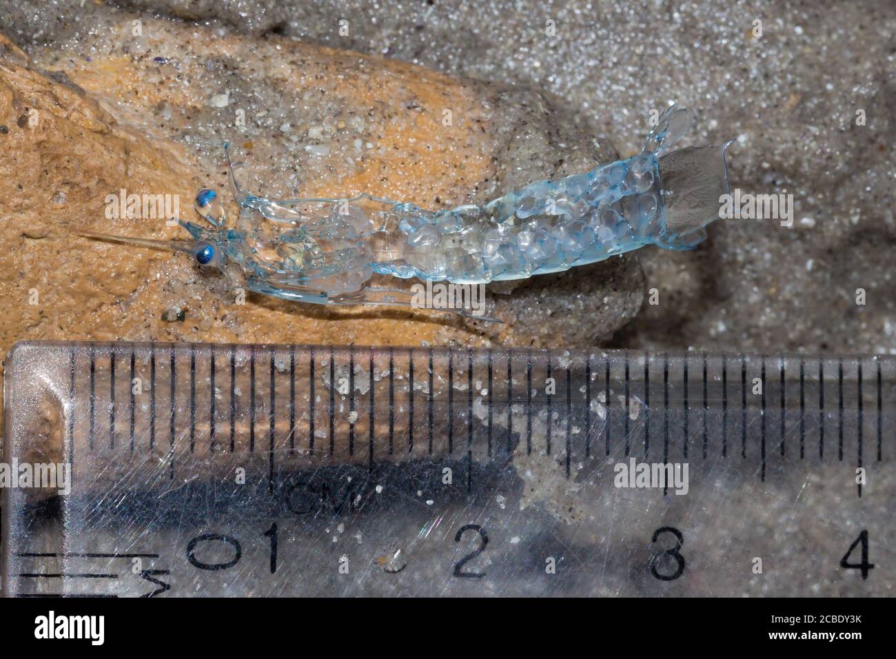 Crab zoea larvae on the beach, Cape Town, South Africa Stock Photo Alamy