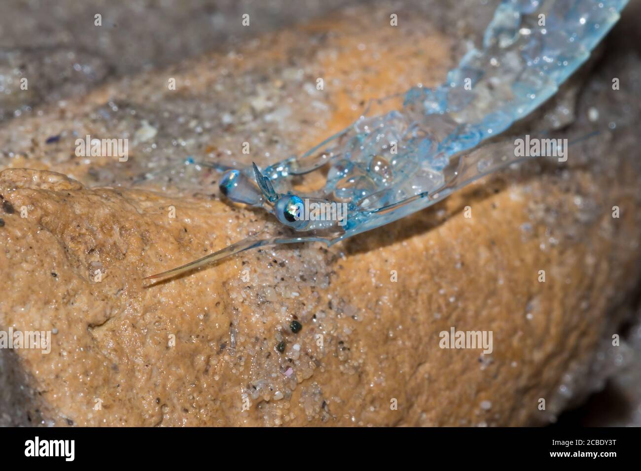 Crab zoea larvae on the beach, Cape Town, South Africa Stock Photo Alamy
