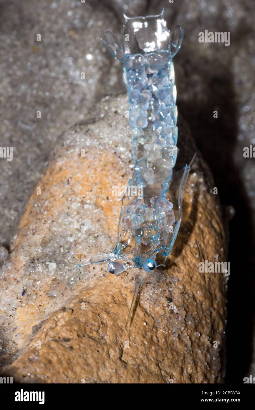 Crab zoea larvae on the beach, Cape Town, South Africa Stock Photo Alamy
