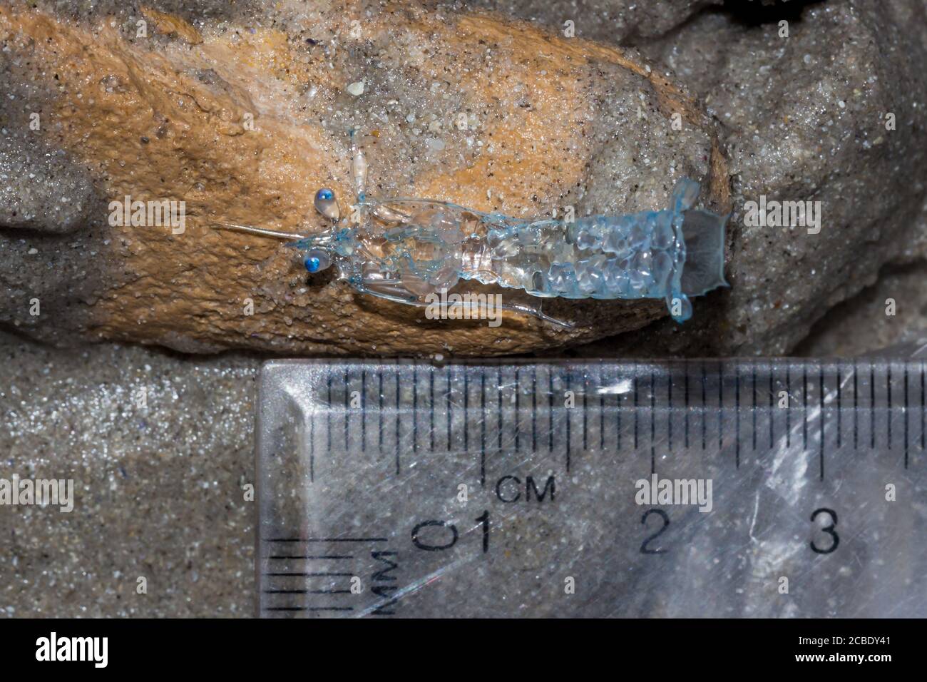 Crab zoea larvae on the beach, Cape Town, South Africa Stock Photo Alamy