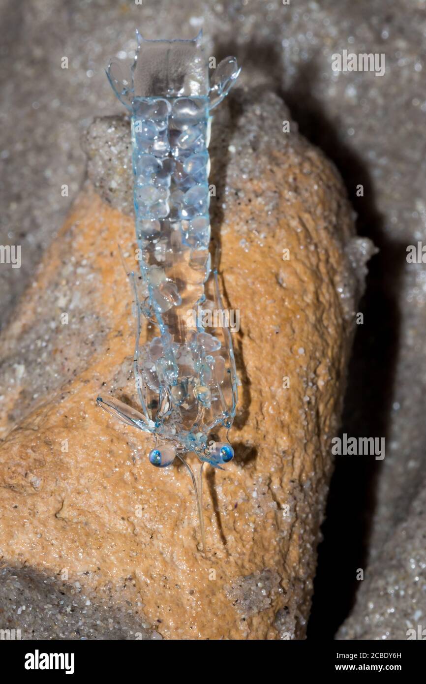 Crab zoea larvae on the beach, Cape Town, South Africa Stock Photo Alamy
