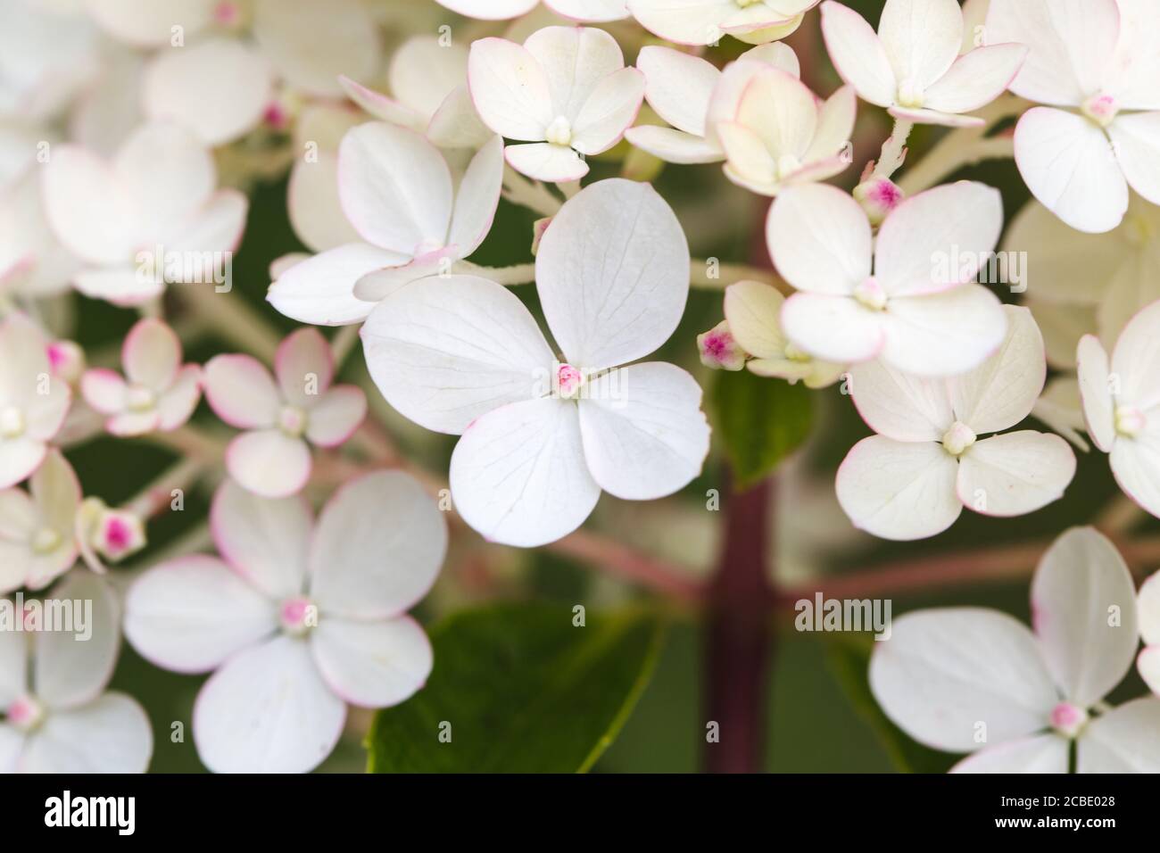 Hydrangea paniculata Vanille Fraise, Paniculate Hydrangea Rehny close up Stock Photo