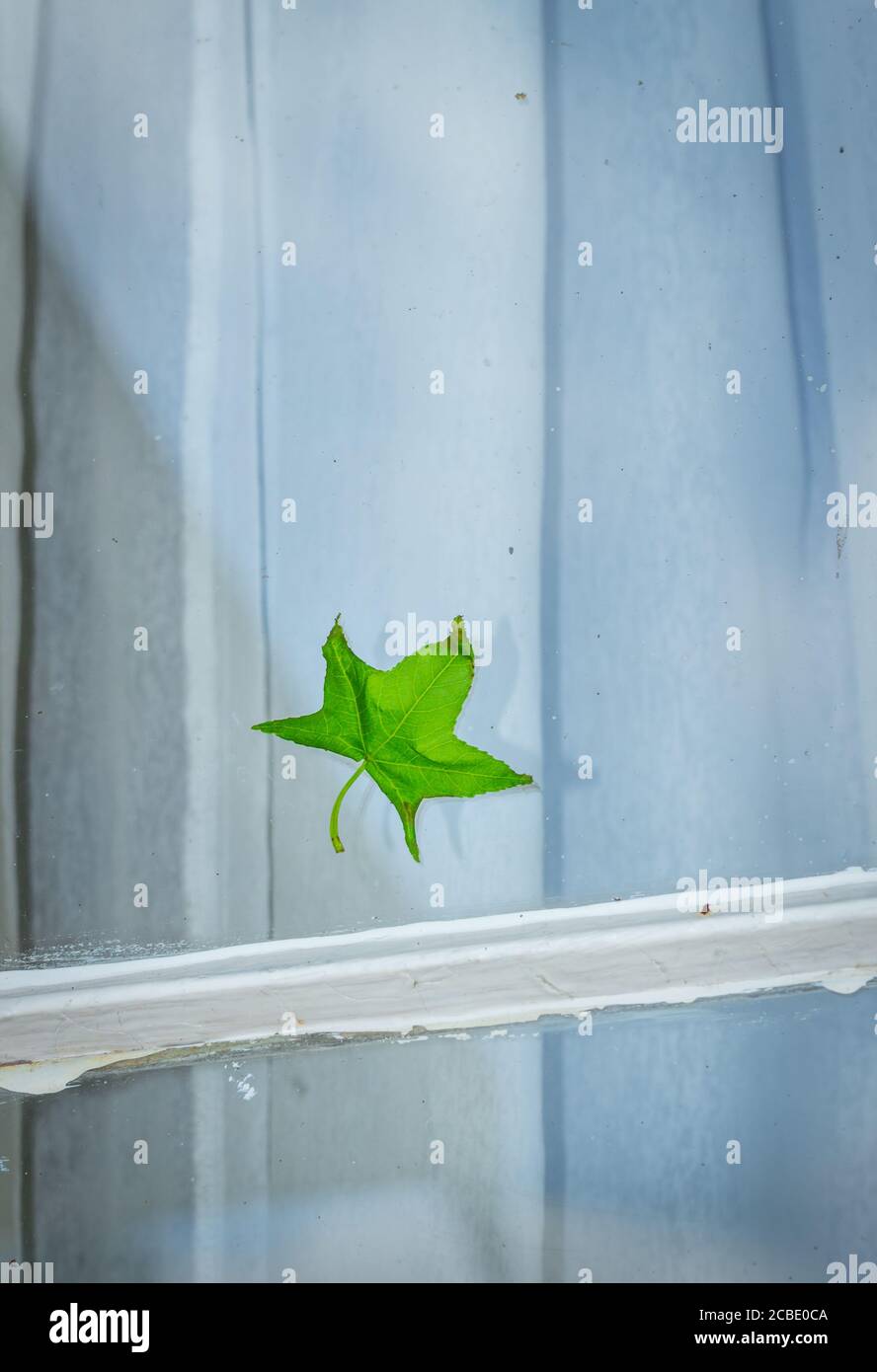 Green maple tree leave stuck on a white window pane shining in the