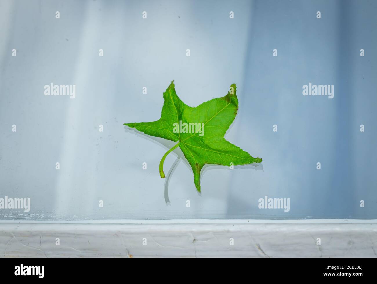 Green maple tree leave stuck on a white window pane shining in the