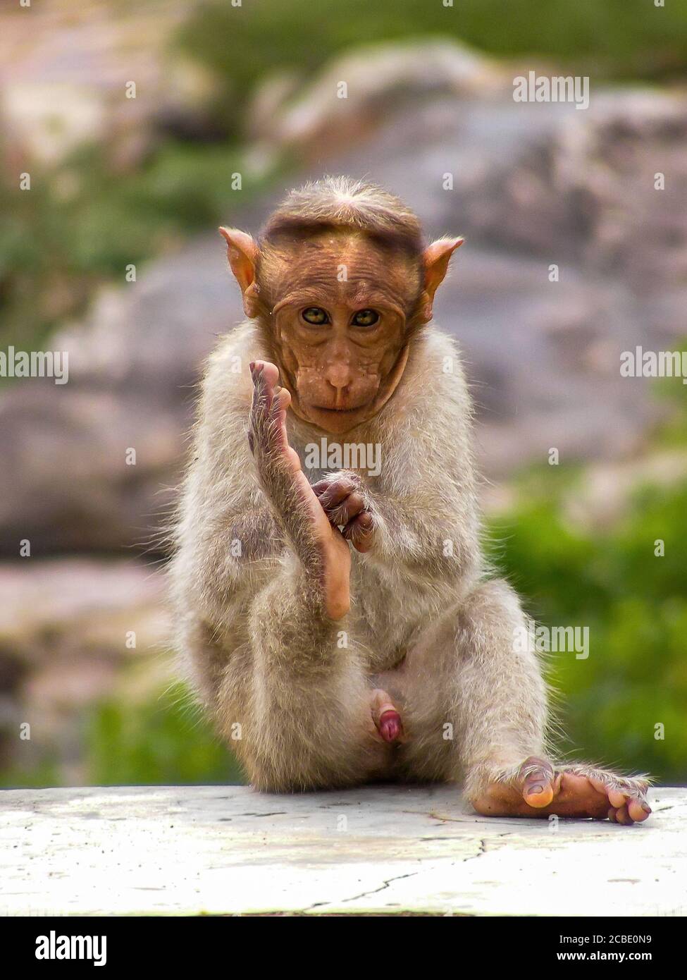 Monkeys, Tamil Nadu is famed for its Dravidianstyle Hindu temples. A