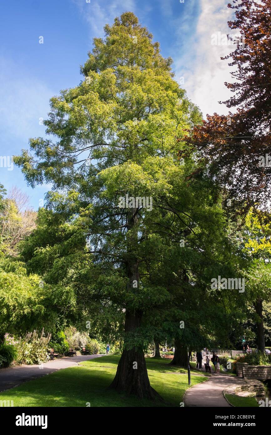Metasequoia glyptostroboides Dawn Redwood tree. A fast growing pyramidical large deciduous tree growing in Trenance Gardens in Newquay in Cornwall. Stock Photo