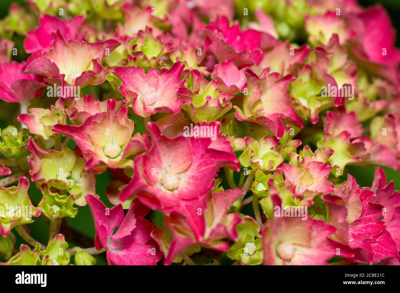 Hydrangea Budding Budding pink hydrangea flower close up hi-res stock photography and ...