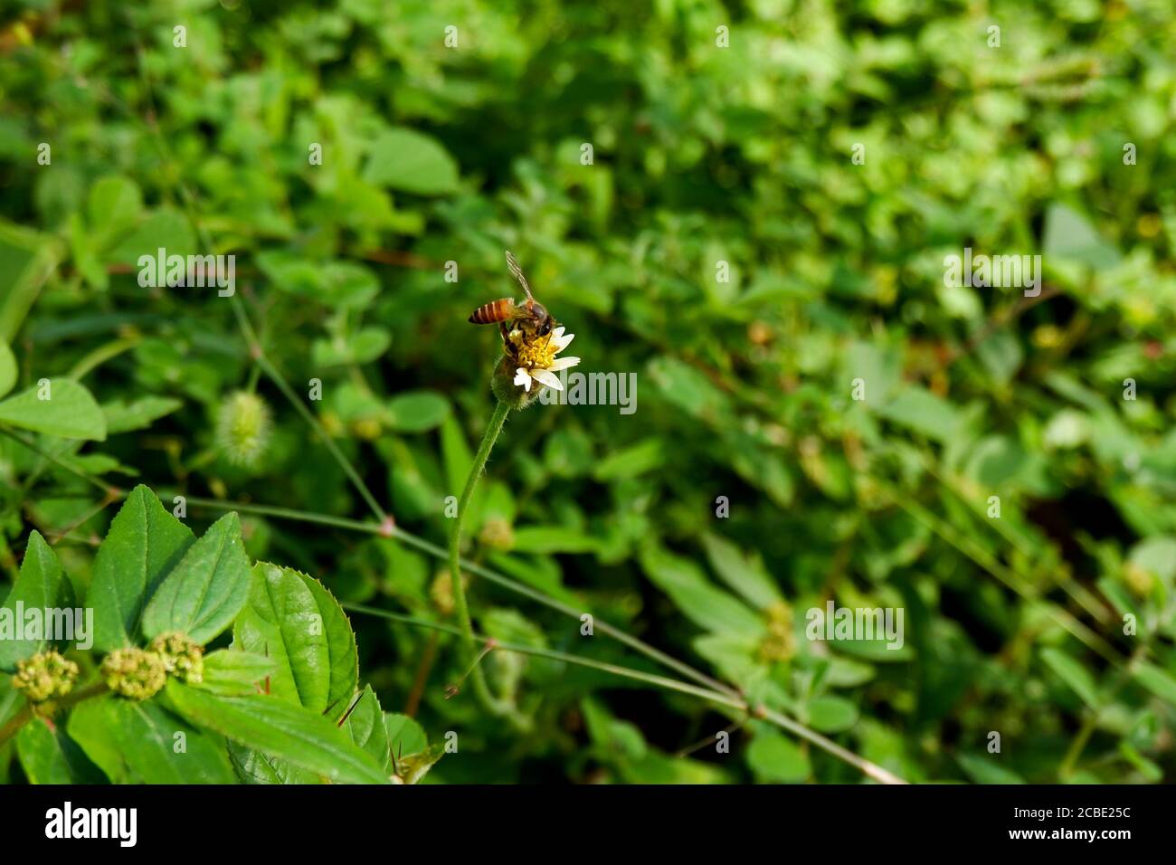 Beautiful shot of a honey bee hi-res stock photography and images - Alamy