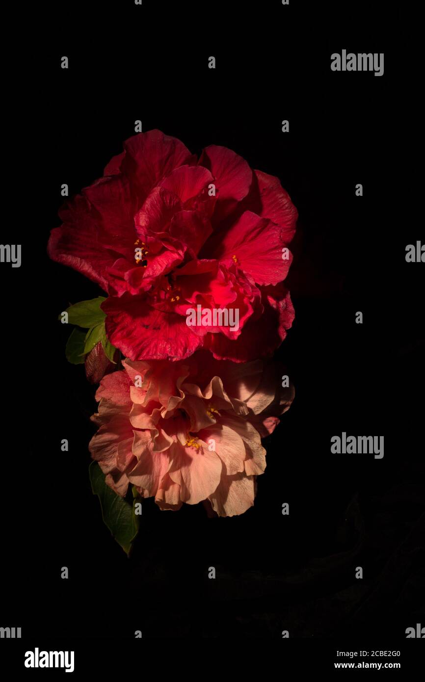 Garden brightly colored black hi-res stock photography and images - Alamy