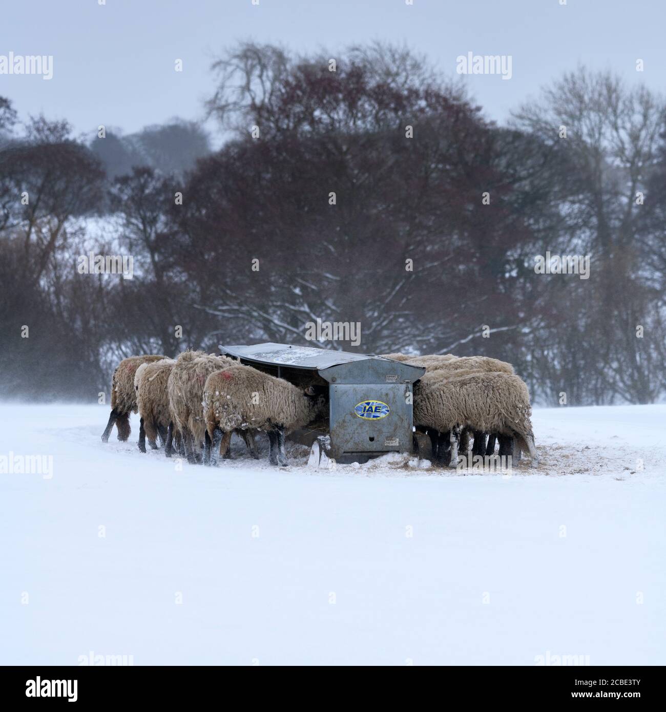 Cold snowy winter day & hungry sheep standing in snow (exposed windswept field) gathered round hayrack eating hay - Ilkley Moor, Yorkshire England UK. Stock Photo