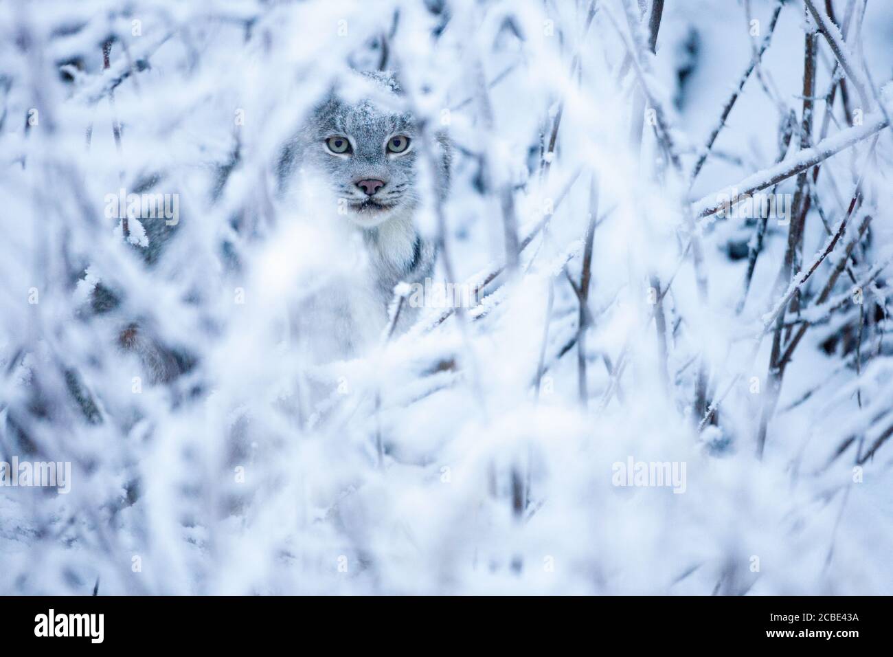 A wild Canada lynx peering through a small gap in the frosty brush in Northwest BC, Canada. Stock Photo