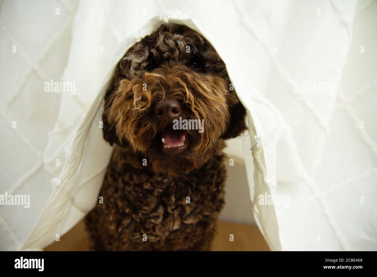 Do Dogs Hate Loud Noises