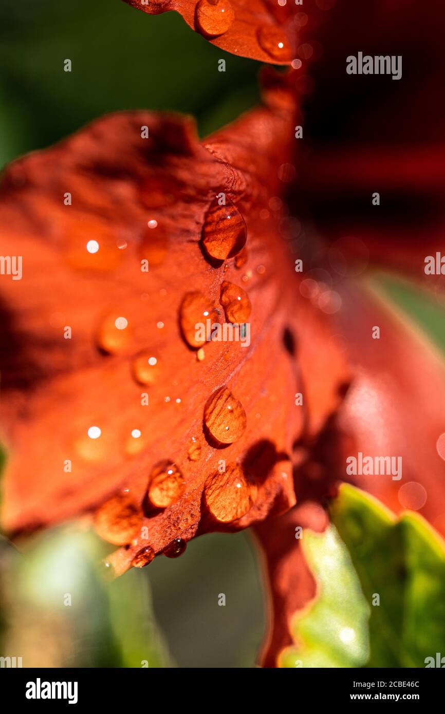 a close up image of a red flower petal covered in raindrops and sunshine after a thunder storm Stock Photo