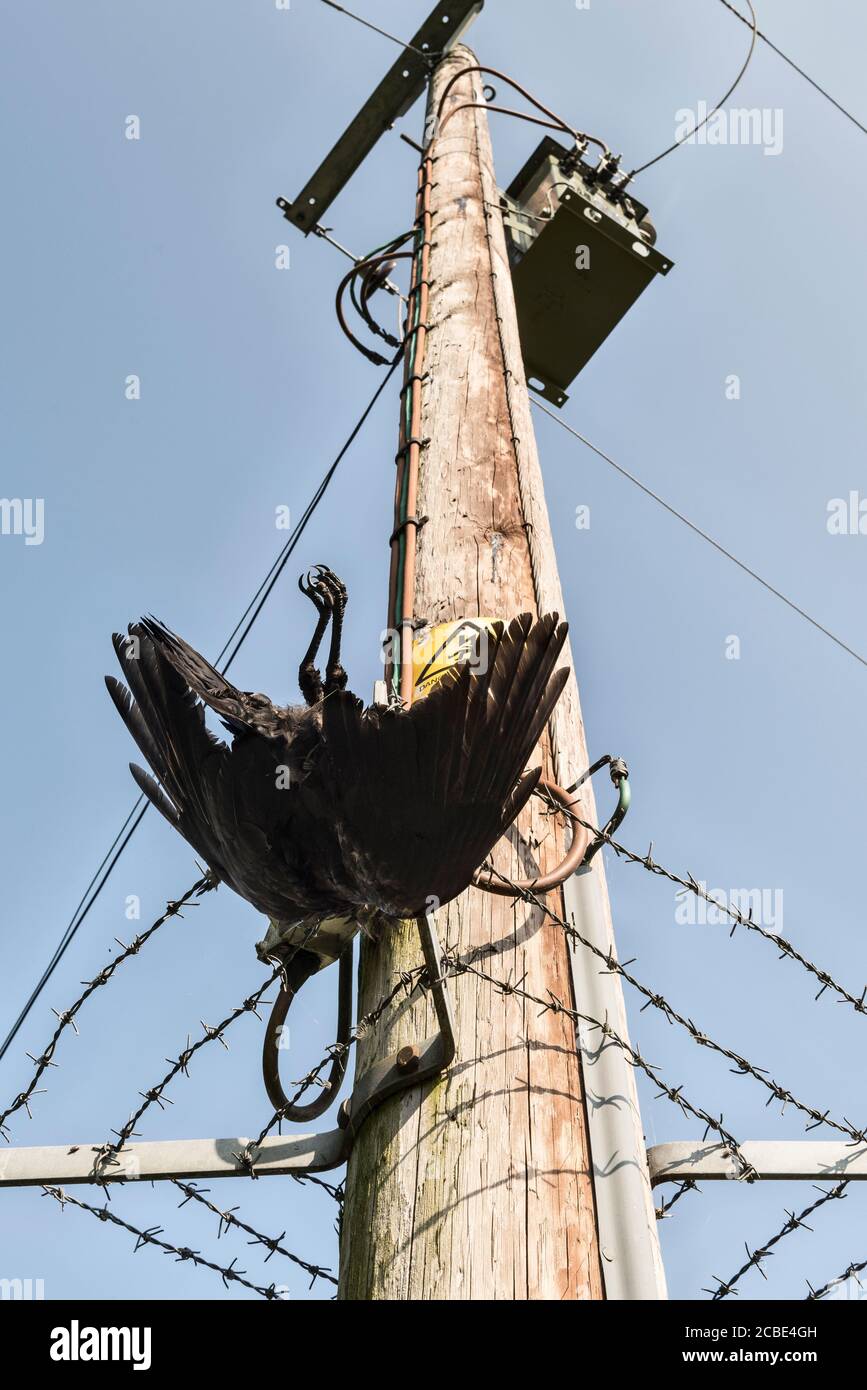 A dead crow, electrocuted after flying into an electricity pole (UK) Stock Photo