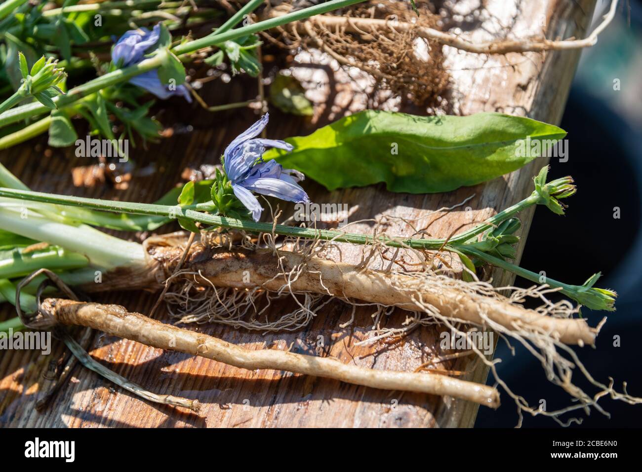 Präsentation von Futterpflanzen auf dem Versuchsgut Lindhof der Uni-Kiel,  die dem Klimawandel gewachsen sind, Stock Photo