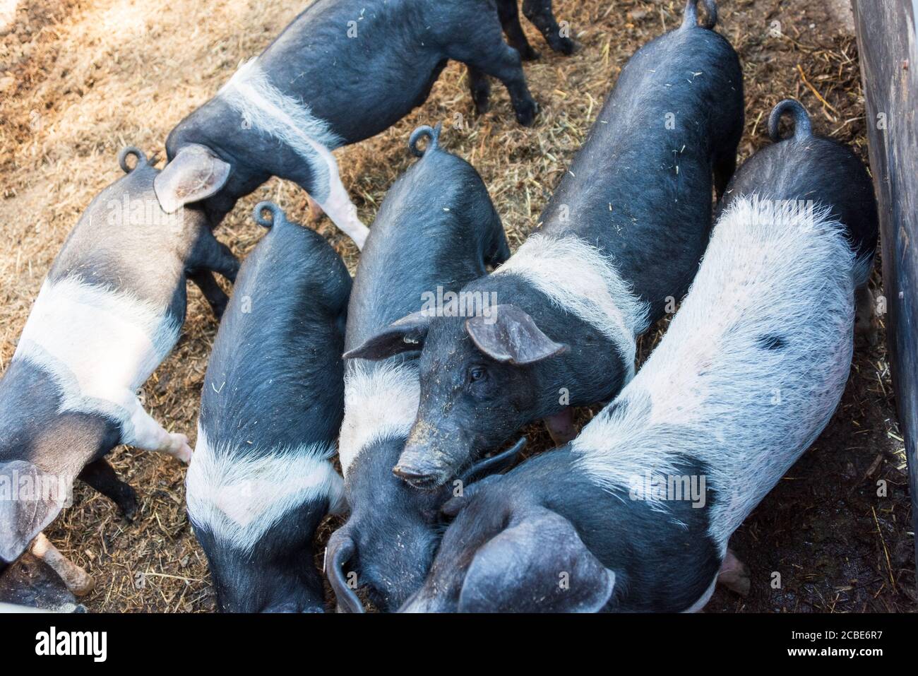 Aufzucht Angeler Sattelschweine auf dem Versuchsgut Lindhof der Universität Kiel Stock Photo